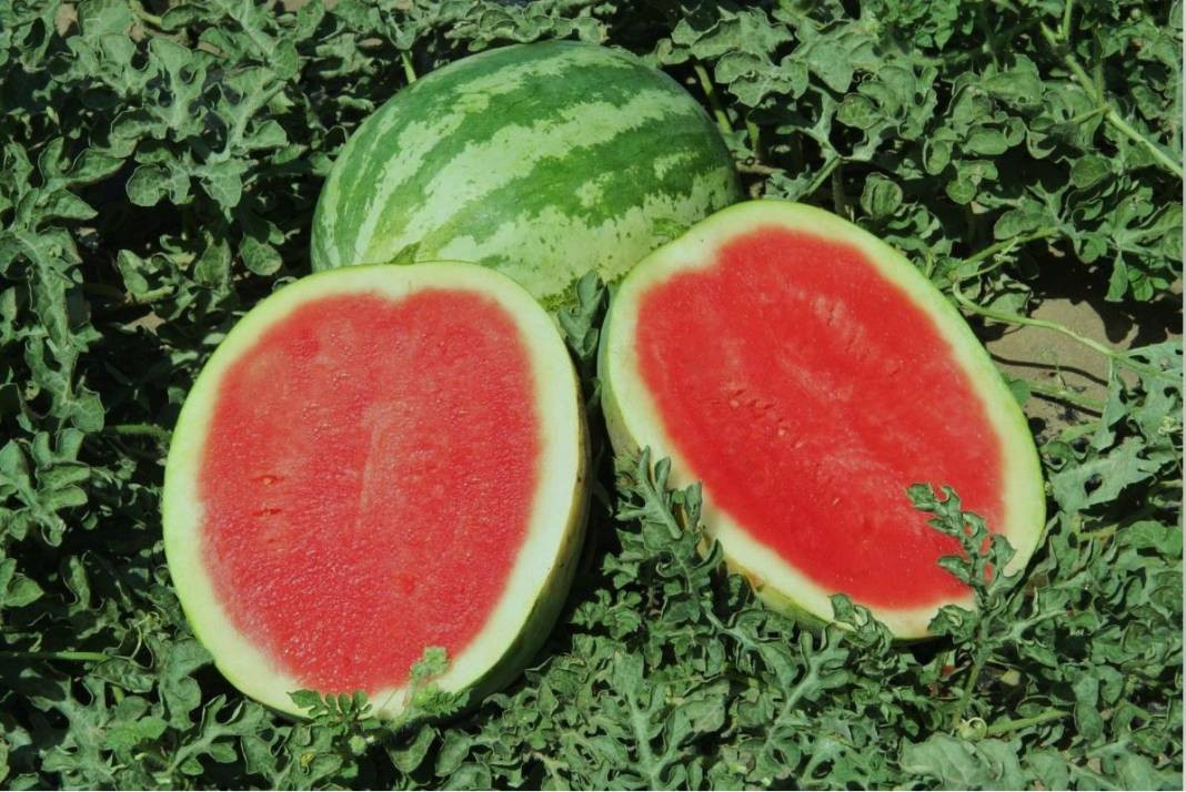 Usta manavlar biliyor sadece bu sırları! Karpuz seçerken yapın asla kelek çıkmıyor - Resim: 10